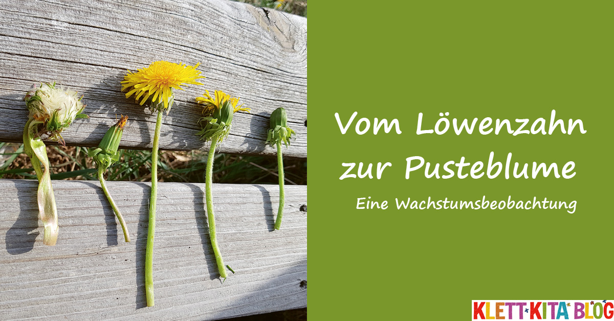 Vom L wenzahn Zur Pusteblume Eine Wachstumsbeobachtung Klett Kita Blog